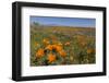 USA, California, Mojave Desert. California poppy blooms and goldfields cover field.-Jaynes Gallery-Framed Photographic Print