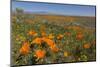 USA, California, Mojave Desert. California poppy blooms and goldfields cover field.-Jaynes Gallery-Mounted Photographic Print