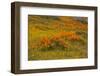 USA, California, Mojave Desert. California poppy blooms and goldfields cover field.-Jaynes Gallery-Framed Photographic Print