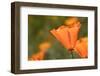 USA, California, Mojave Desert. California poppy flower close-up.-Jaynes Gallery-Framed Photographic Print