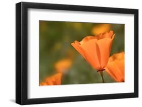 USA, California, Mojave Desert. California poppy flower close-up.-Jaynes Gallery-Framed Photographic Print