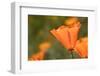 USA, California, Mojave Desert. California poppy flower close-up.-Jaynes Gallery-Framed Photographic Print