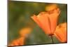 USA, California, Mojave Desert. California poppy flower close-up.-Jaynes Gallery-Mounted Photographic Print