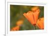 USA, California, Mojave Desert. California poppy flower close-up.-Jaynes Gallery-Framed Photographic Print