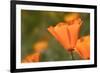 USA, California, Mojave Desert. California poppy flower close-up.-Jaynes Gallery-Framed Photographic Print