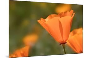 USA, California, Mojave Desert. California poppy flower close-up.-Jaynes Gallery-Mounted Photographic Print