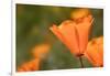 USA, California, Mojave Desert. California poppy flower close-up.-Jaynes Gallery-Framed Photographic Print