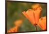 USA, California, Mojave Desert. California poppy flower close-up.-Jaynes Gallery-Framed Photographic Print