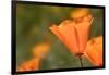 USA, California, Mojave Desert. California poppy flower close-up.-Jaynes Gallery-Framed Photographic Print