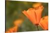 USA, California, Mojave Desert. California poppy flower close-up.-Jaynes Gallery-Stretched Canvas