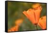 USA, California, Mojave Desert. California poppy flower close-up.-Jaynes Gallery-Framed Stretched Canvas