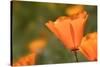 USA, California, Mojave Desert. California poppy flower close-up.-Jaynes Gallery-Stretched Canvas