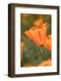 USA, California, Mojave Desert. California poppy flower close-up.-Jaynes Gallery-Framed Photographic Print