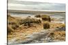 USA, California. Mojave Desert, Mojave National Preserve, Zzyzx, Mojave Soda lake.-Alison Jones-Stretched Canvas