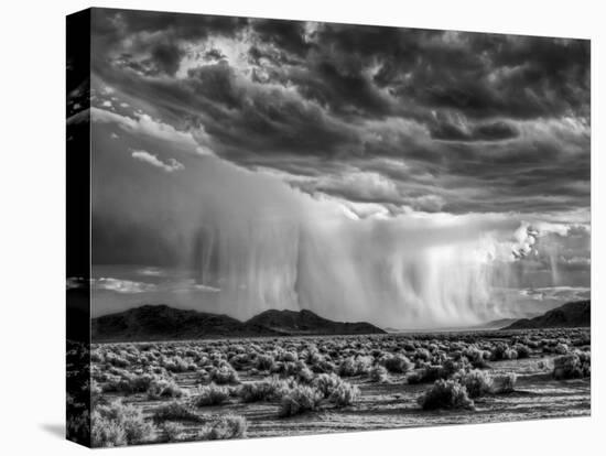 USA, California, Mojave National Preserve, Desert Rain Squall at Sunset-Ann Collins-Stretched Canvas