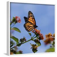 USA, California. Monarch butterfly on lantana flower.-Jaynes Gallery-Framed Photographic Print