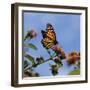 USA, California. Monarch butterfly on lantana flower.-Jaynes Gallery-Framed Photographic Print