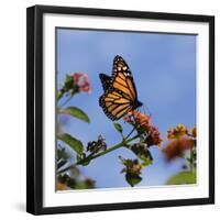 USA, California. Monarch butterfly on lantana flower.-Jaynes Gallery-Framed Photographic Print