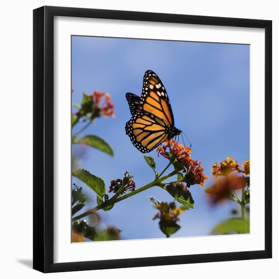 USA, California. Monarch butterfly on lantana flower.-Jaynes Gallery-Framed Photographic Print