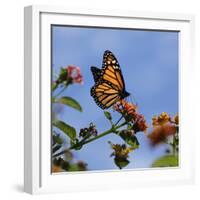 USA, California. Monarch butterfly on lantana flower.-Jaynes Gallery-Framed Photographic Print