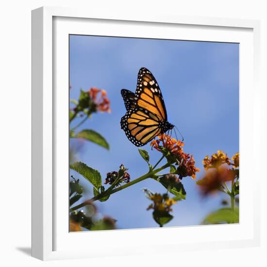 USA, California. Monarch butterfly on lantana flower.-Jaynes Gallery-Framed Photographic Print