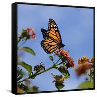 USA, California. Monarch butterfly on lantana flower.-Jaynes Gallery-Framed Stretched Canvas