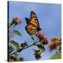 USA, California. Monarch butterfly on lantana flower.-Jaynes Gallery-Stretched Canvas
