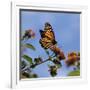 USA, California. Monarch butterfly on lantana flower.-Jaynes Gallery-Framed Photographic Print