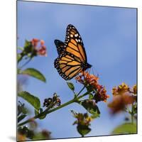 USA, California. Monarch butterfly on lantana flower.-Jaynes Gallery-Mounted Photographic Print