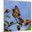 USA, California. Monarch butterfly on lantana flower.-Jaynes Gallery-Mounted Photographic Print