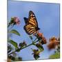 USA, California. Monarch butterfly on lantana flower.-Jaynes Gallery-Mounted Photographic Print