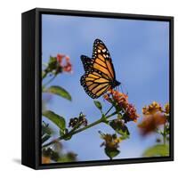 USA, California. Monarch butterfly on lantana flower.-Jaynes Gallery-Framed Stretched Canvas