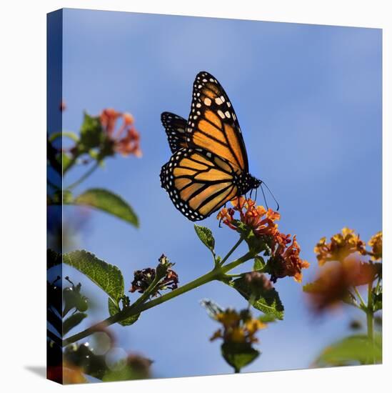 USA, California. Monarch butterfly on lantana flower.-Jaynes Gallery-Stretched Canvas