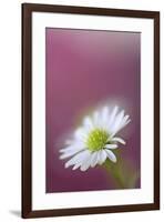 USA, California. Monte Casino flower close-up.-Jaynes Gallery-Framed Premium Photographic Print