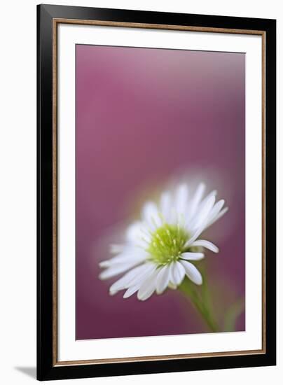 USA, California. Monte Casino flower close-up.-Jaynes Gallery-Framed Premium Photographic Print