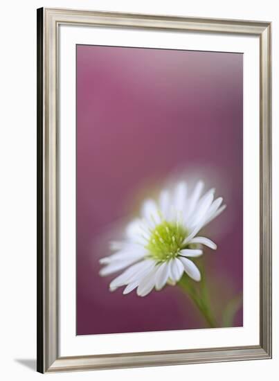 USA, California. Monte Casino flower close-up.-Jaynes Gallery-Framed Premium Photographic Print