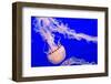 USA, California, Monterey. Jellyfish at Monterey Bay Aquarium-Janis Miglavs-Framed Photographic Print