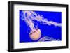 USA, California, Monterey. Jellyfish at Monterey Bay Aquarium-Janis Miglavs-Framed Photographic Print