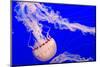 USA, California, Monterey. Jellyfish at Monterey Bay Aquarium-Janis Miglavs-Mounted Photographic Print