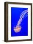USA, California, Monterey. Jellyfish at Monterey Bay Aquarium-Janis Miglavs-Framed Photographic Print