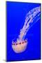 USA, California, Monterey. Jellyfish at Monterey Bay Aquarium-Janis Miglavs-Mounted Photographic Print