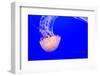 USA, California, Monterey. Jellyfish at Monterey Bay Aquarium-Janis Miglavs-Framed Photographic Print