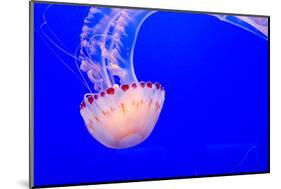 USA, California, Monterey. Jellyfish at Monterey Bay Aquarium-Janis Miglavs-Mounted Photographic Print