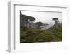 USA, California, Monterey. Monterey Cypress Trees Along 17-Mile Drive-Kymri Wilt-Framed Photographic Print