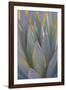 USA, California, Morro Bay. Backlit agave leaves.-Jaynes Gallery-Framed Photographic Print