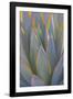 USA, California, Morro Bay. Backlit agave leaves.-Jaynes Gallery-Framed Photographic Print