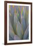 USA, California, Morro Bay. Backlit agave leaves.-Jaynes Gallery-Framed Photographic Print