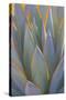 USA, California, Morro Bay. Backlit agave leaves.-Jaynes Gallery-Stretched Canvas