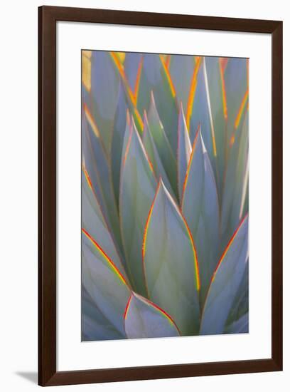 USA, California, Morro Bay. Backlit agave leaves.-Jaynes Gallery-Framed Premium Photographic Print
