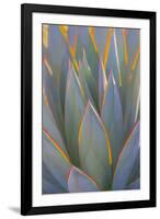 USA, California, Morro Bay. Backlit agave leaves.-Jaynes Gallery-Framed Premium Photographic Print